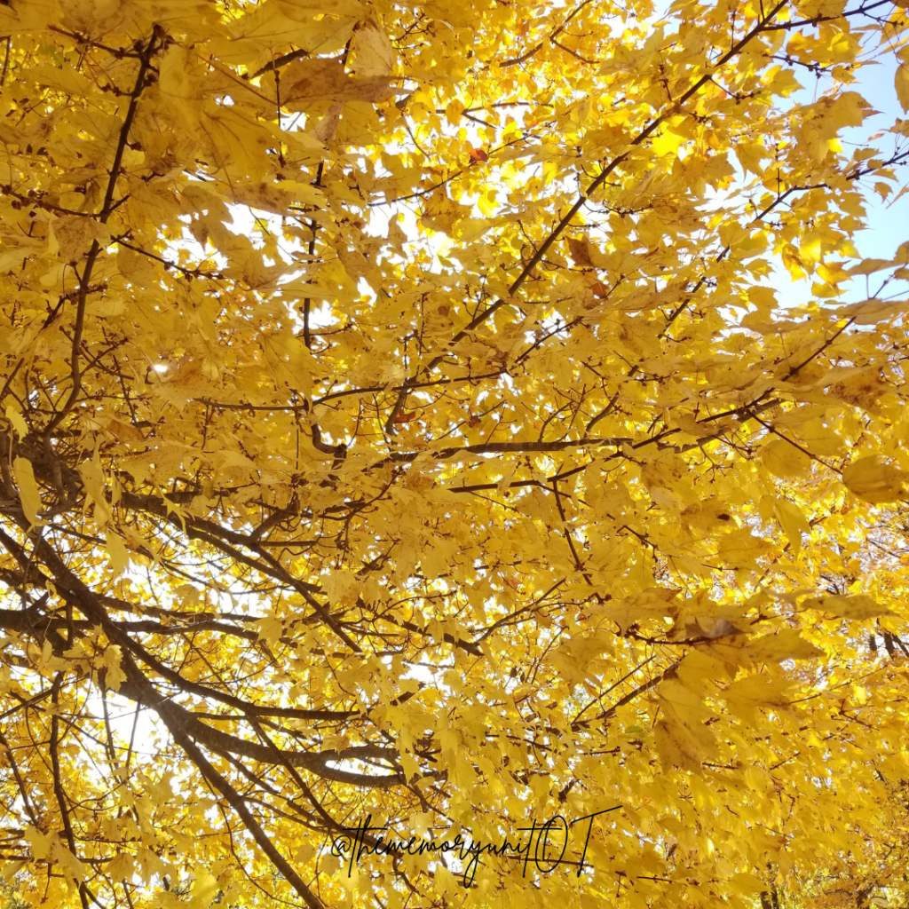 My Fall Bucket List:&nbsp;2023